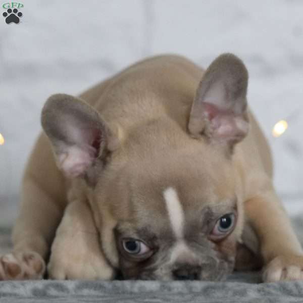 Coral, French Bulldog Puppy